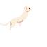 Jumping pixel cat